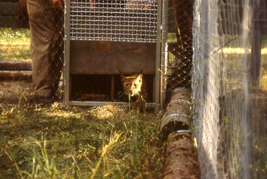 Lince europea